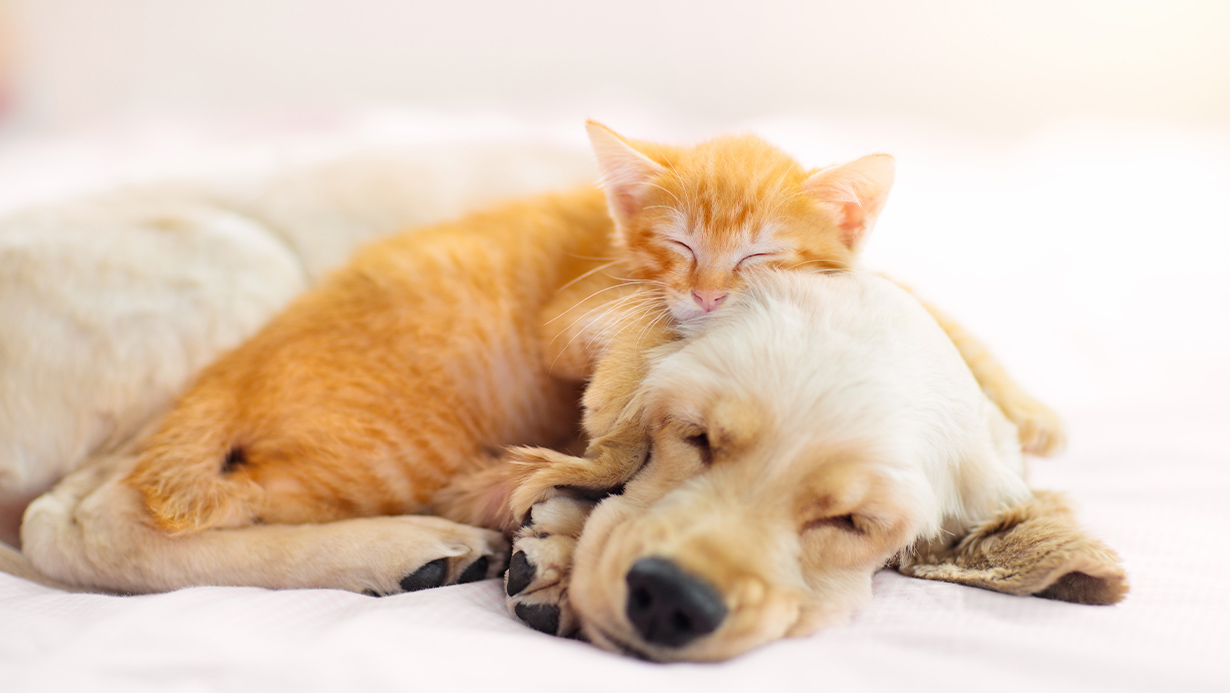 Convivenza fra cane e gatto? È possibile: ecco come
