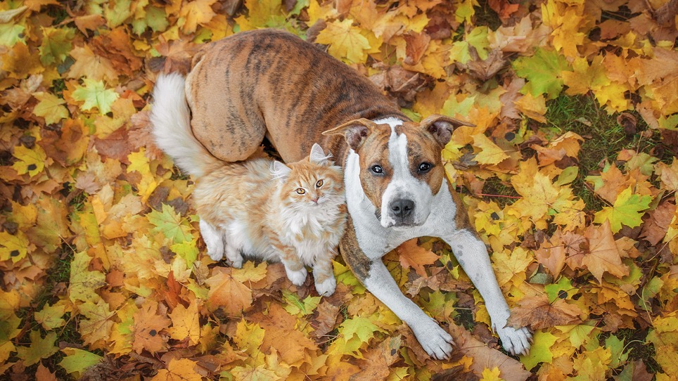 Ecco il nostro volantino con le offerte per le tue scorte d’autunno!